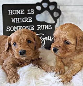 Two golden puppies representing Designer Puppies