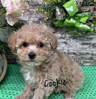 Poochons breed photograph