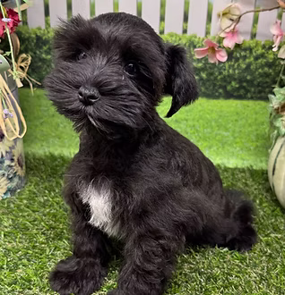 Miniature Schnauzers breed photograph