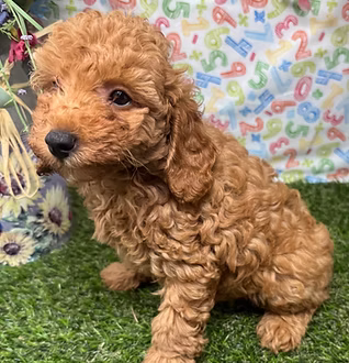 Apricot curly-coated Schnoodle puppy