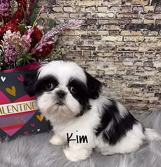 Black-and-white Shih Tzu puppy