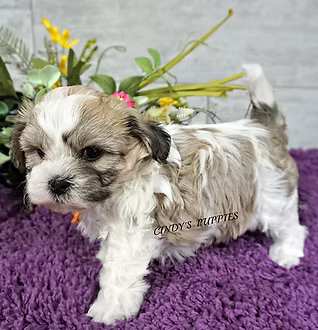 Teddy Bears / Schichons breed photograph